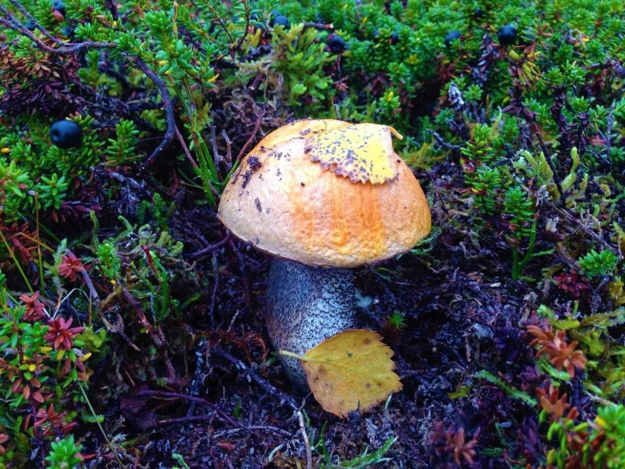 Кольский полуостров мухоморы