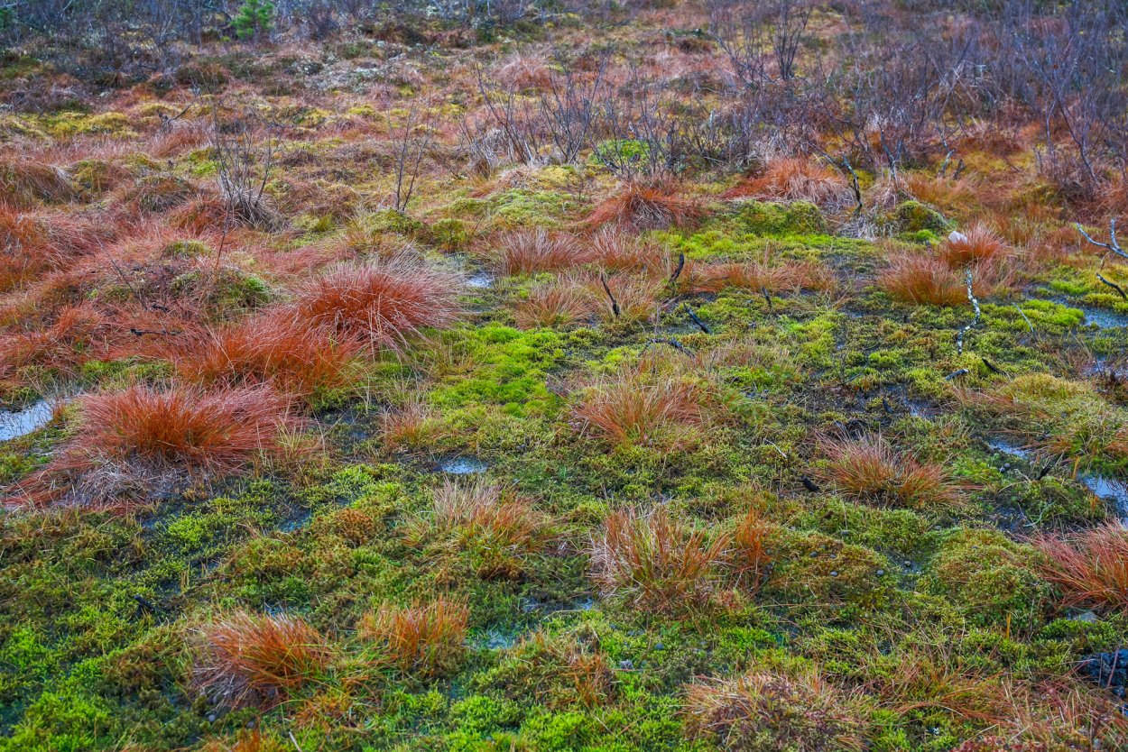Морошка Кольский полуостров