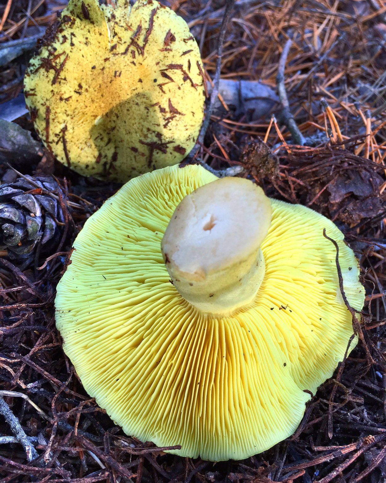 Рядовка зеленая зеленушка