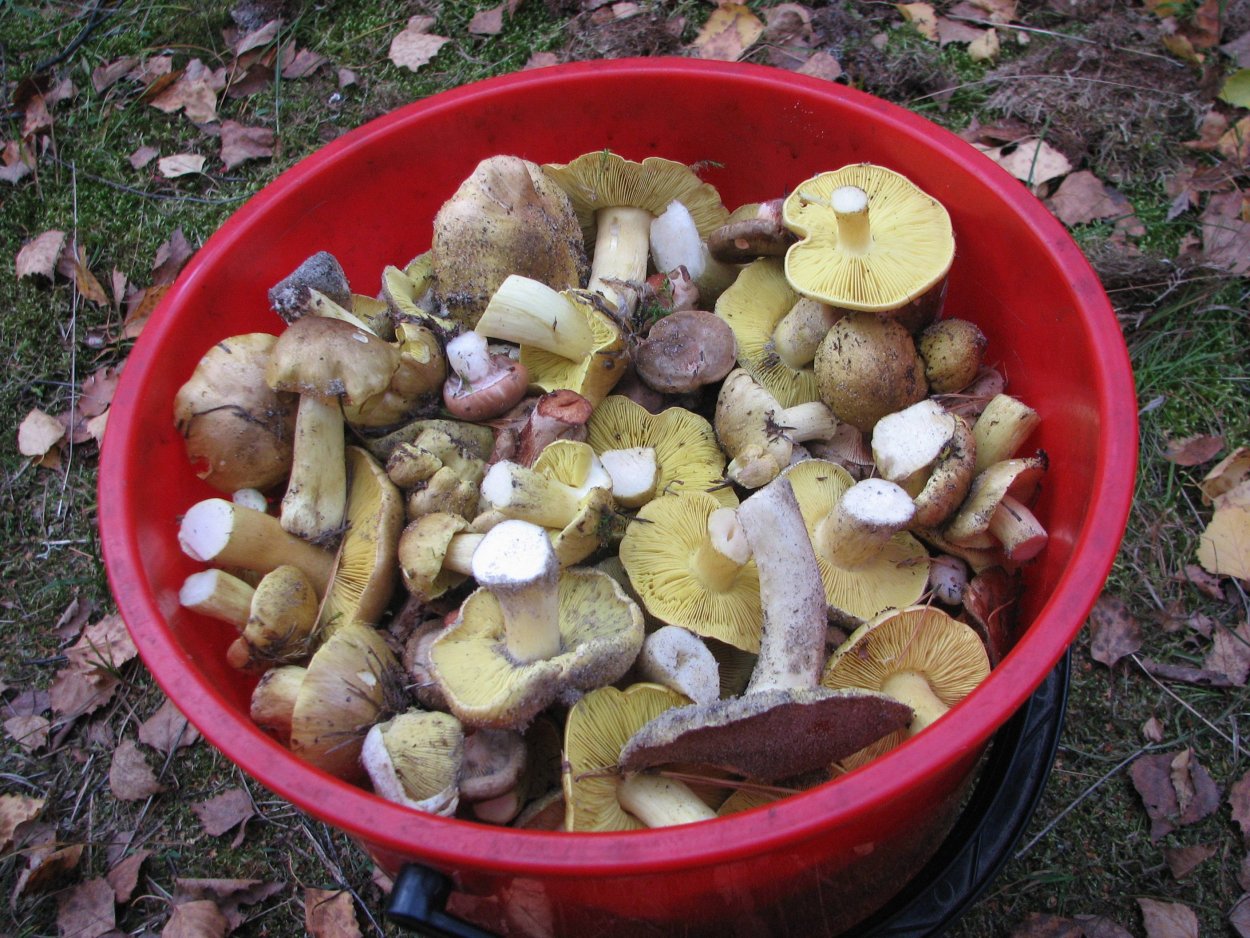 Серухи и зеленухи