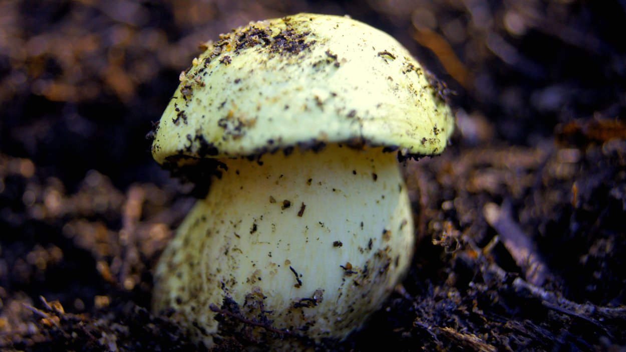 Зеленушка гриб