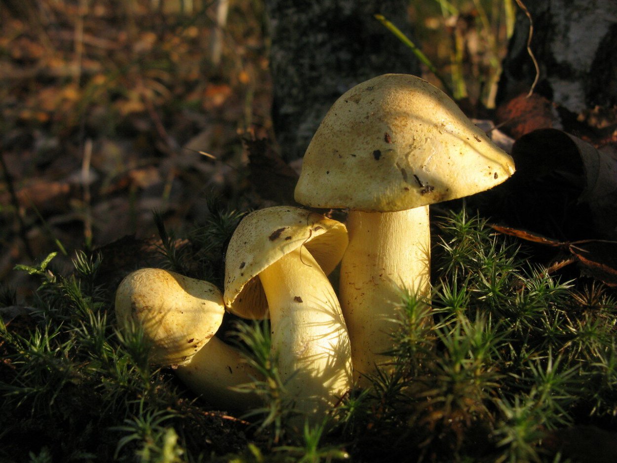 Зеленушка гриб