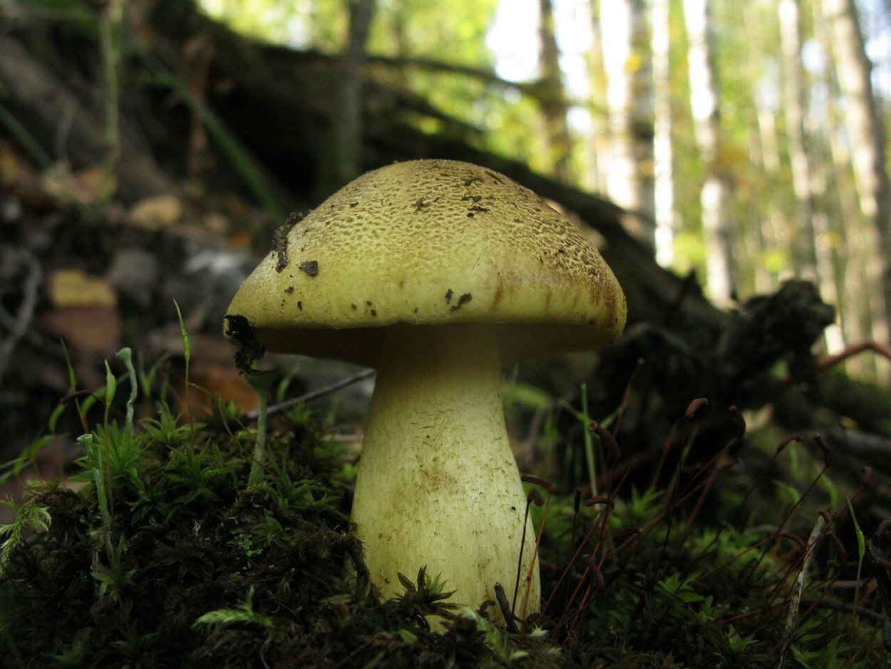 Зеленушка (Tricholoma equestre)