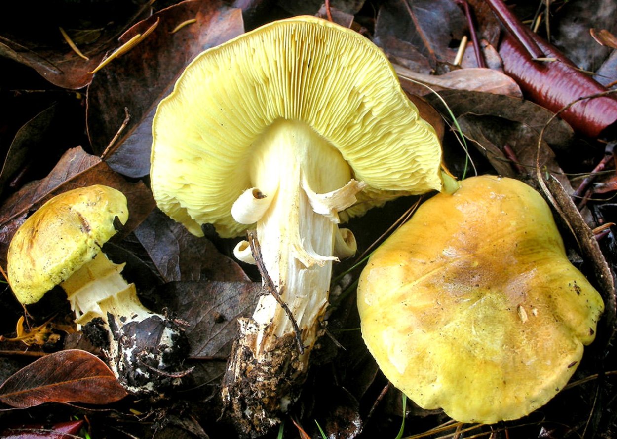 Зеленушка (Tricholoma equestre)