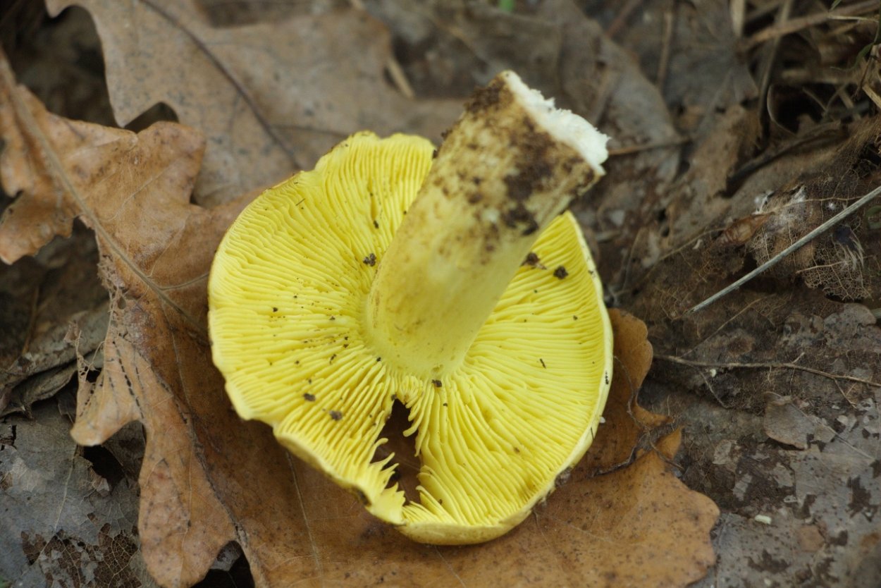 Рядовка Осиновая Tricholoma frondosae