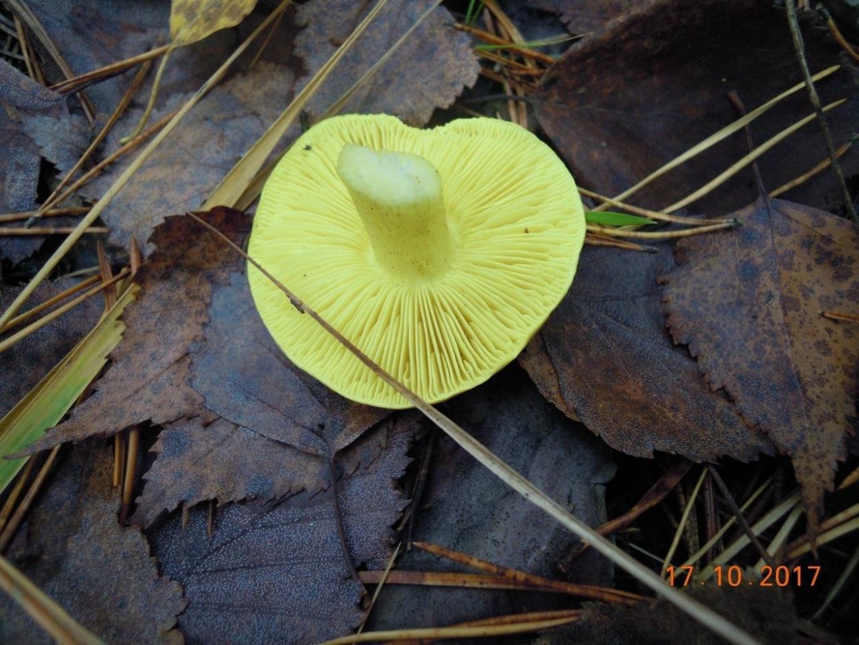 Грибы серушки и зеленушки