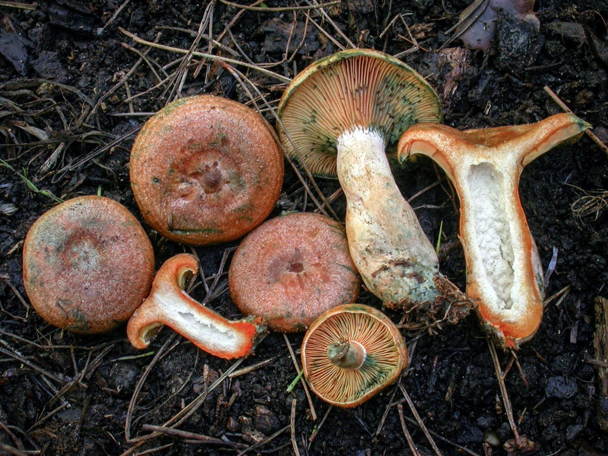 Рыжик еловый/еловик (Lactarius deterrimus);