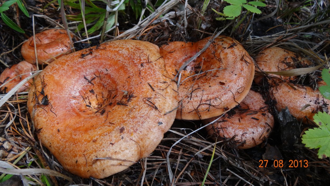 Lactarius semisanguifluus