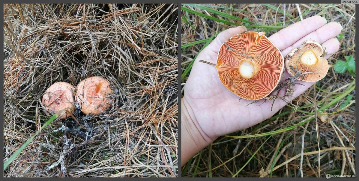 Млечник Рыжик гриб
