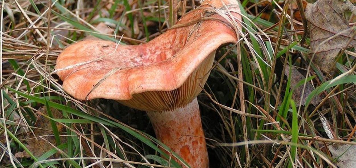 Грибы волнушки ложные