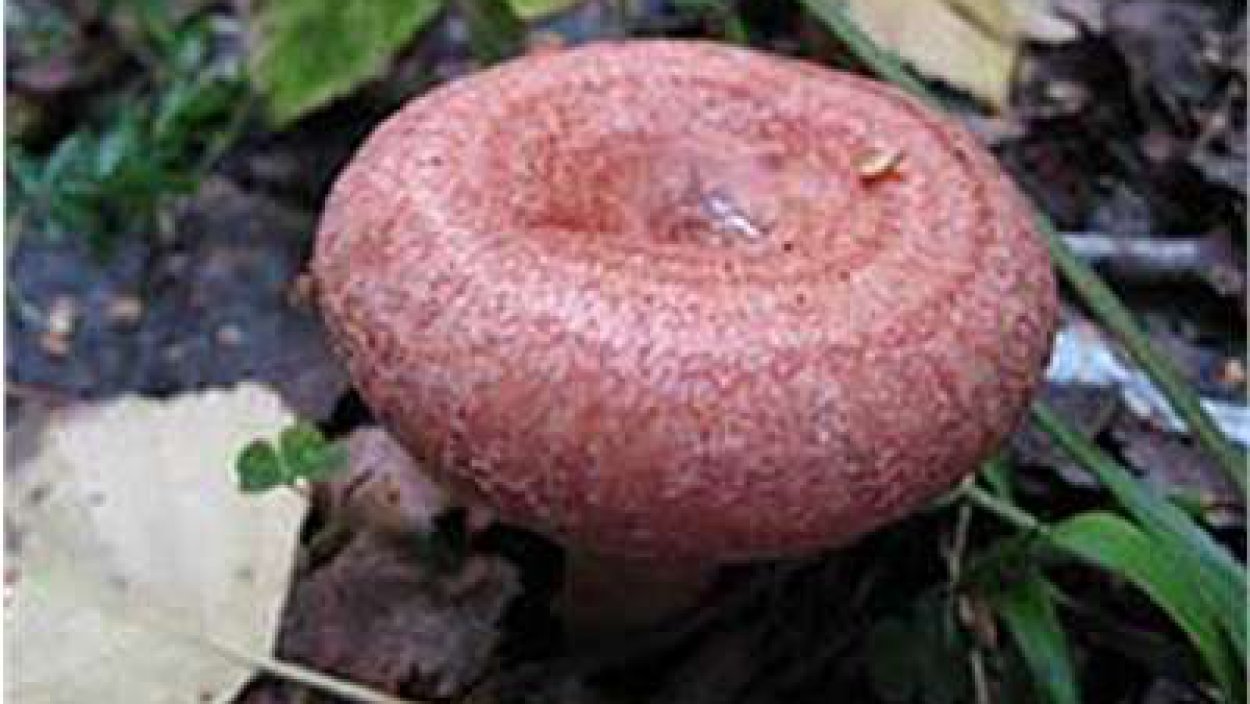 Королевский Рыжик гриб