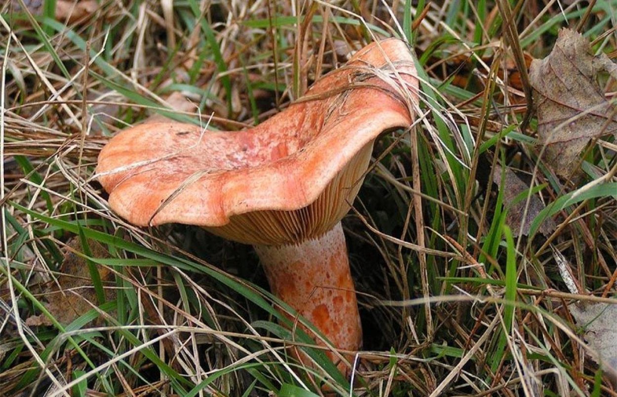 Опята рыжики