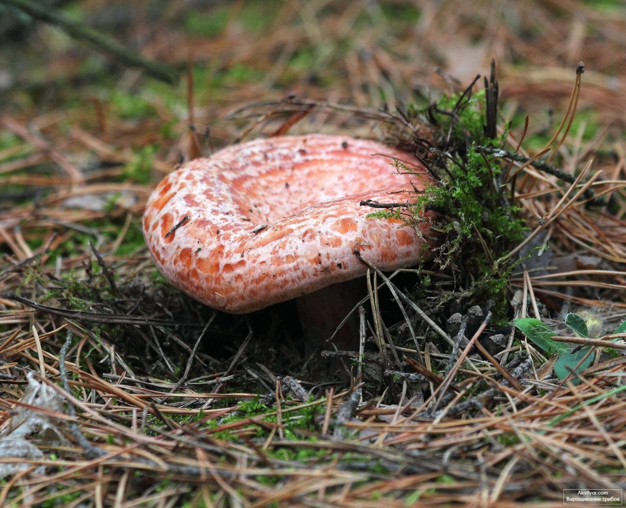 Гриб волнушка розовая
