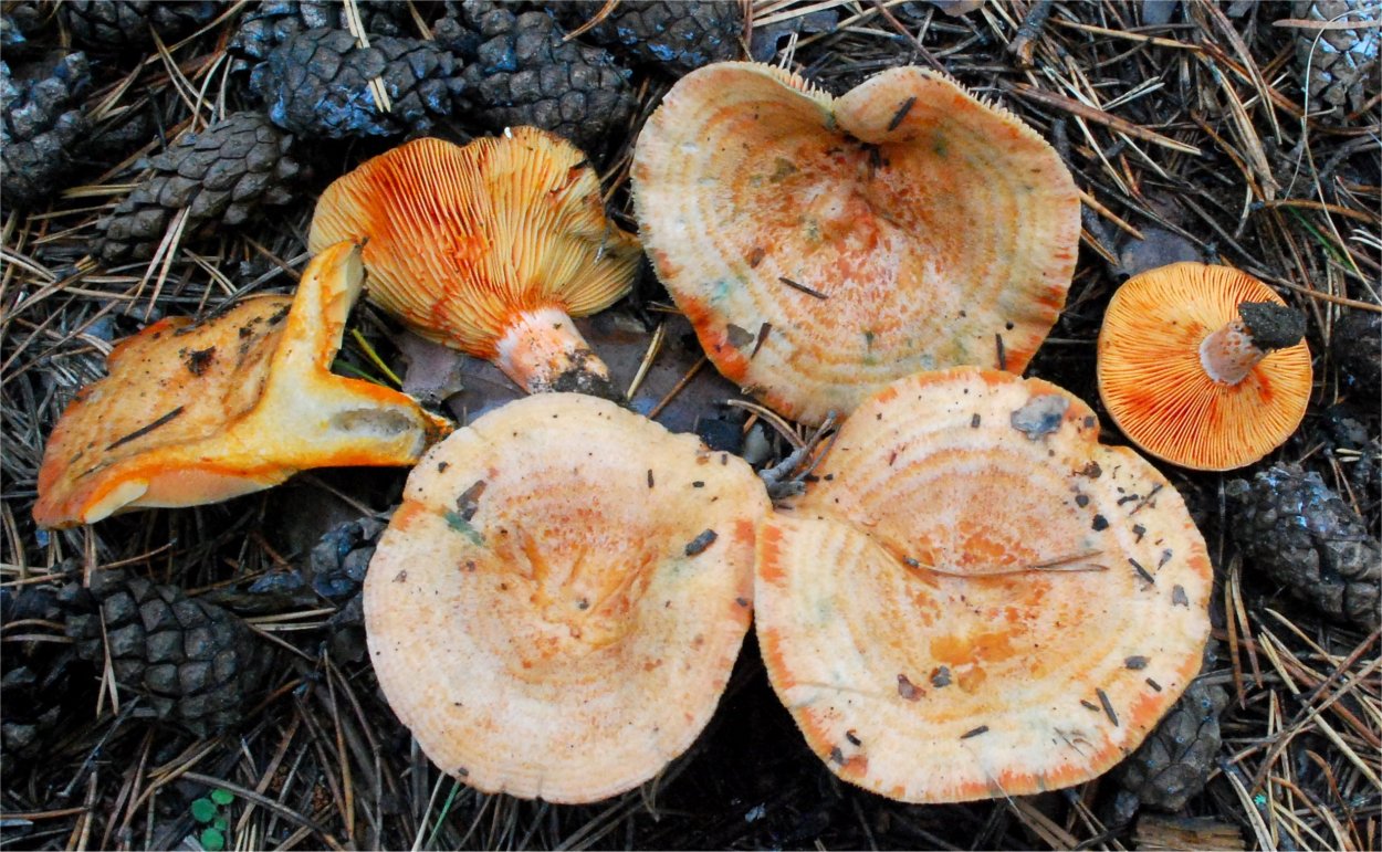 Грибы лисички отличие от ложных