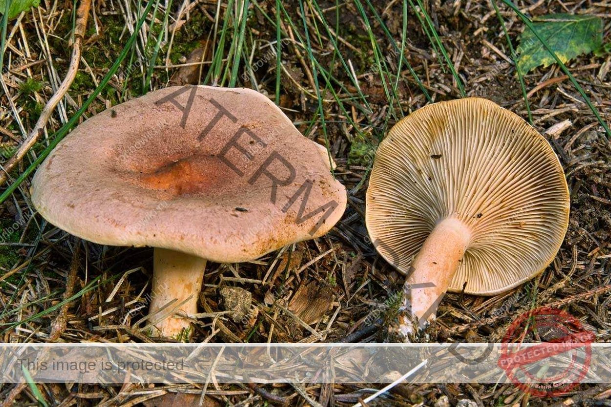 Млечник Рыжик гриб