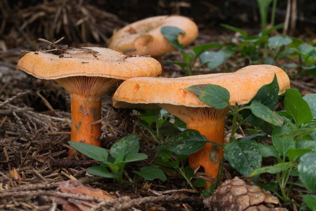 Волнушка Белянка