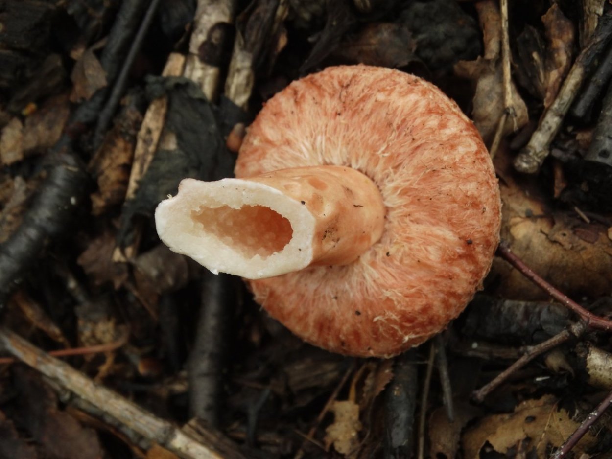 Рыжик настоящий Lactarius deliciosus