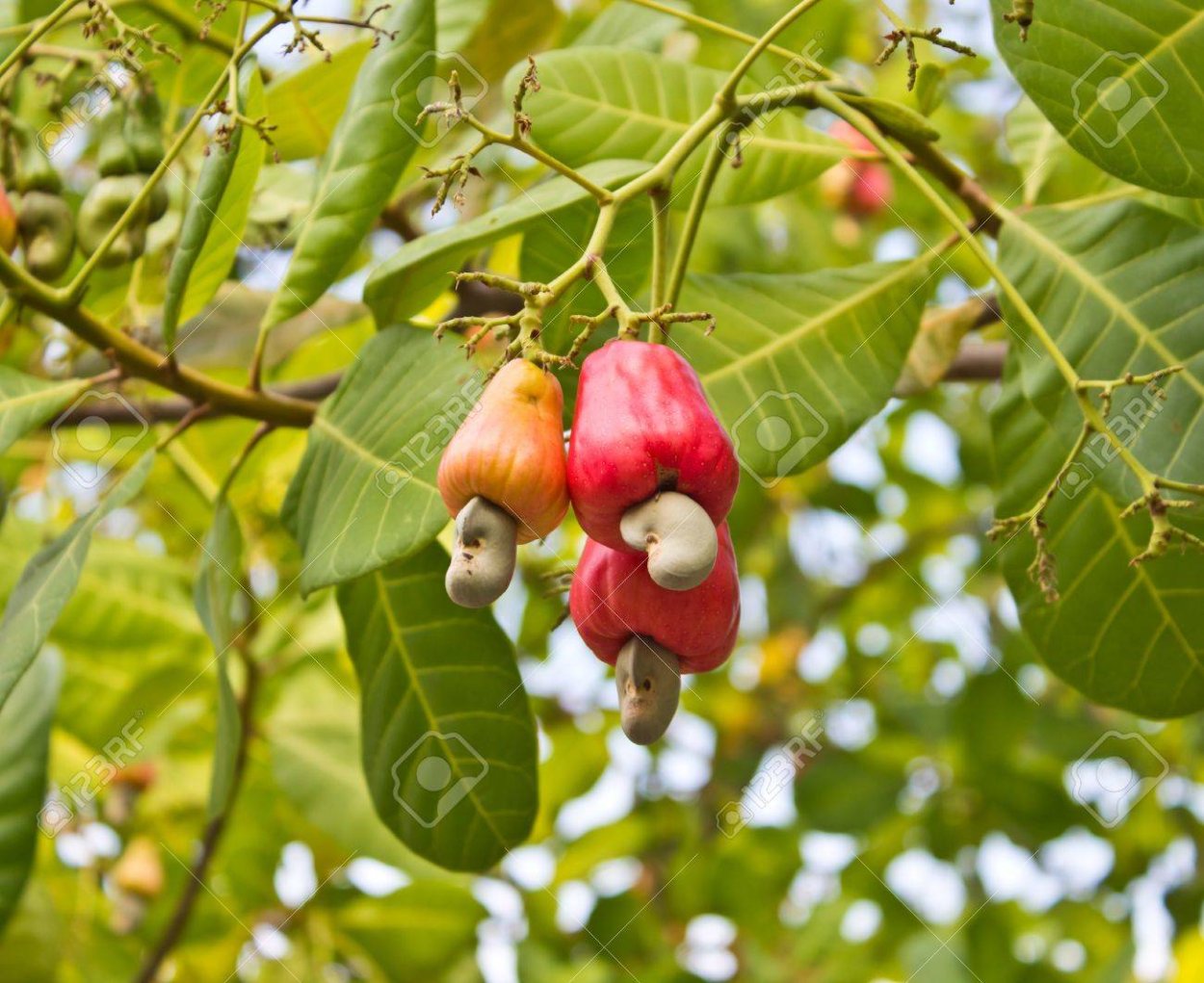 Кешью дерево фото в полный рост