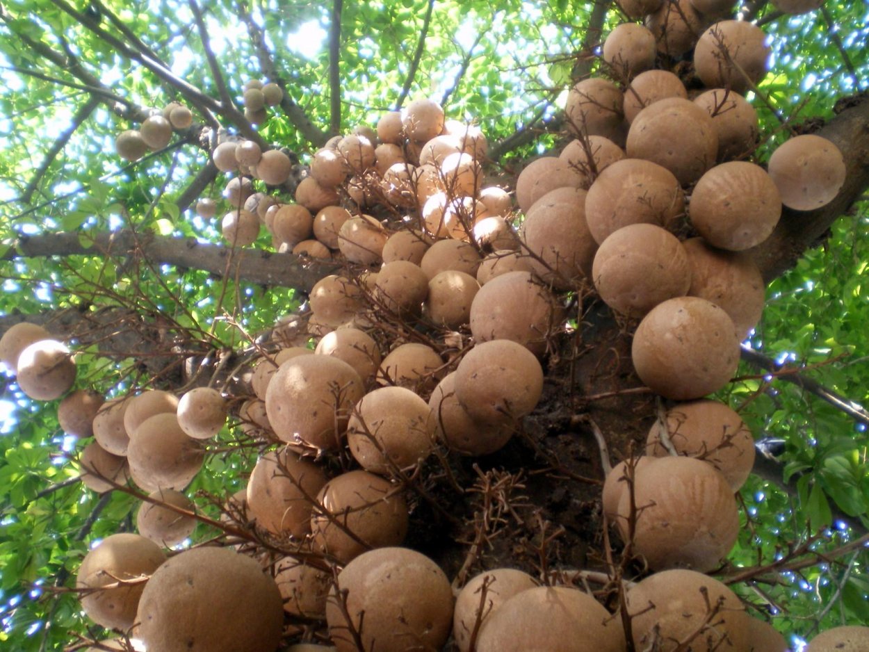 Бертолеция бразильский орех