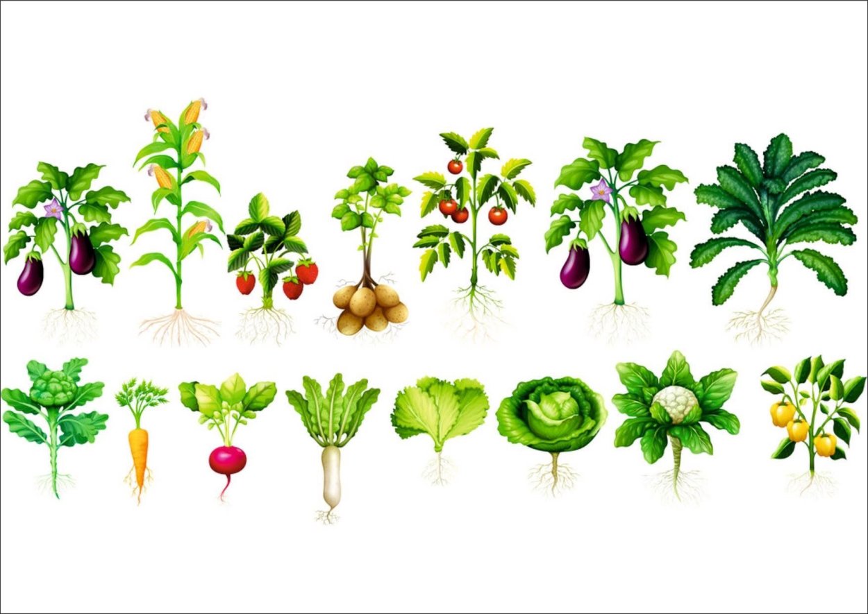 Овощи которые растут на кустиках