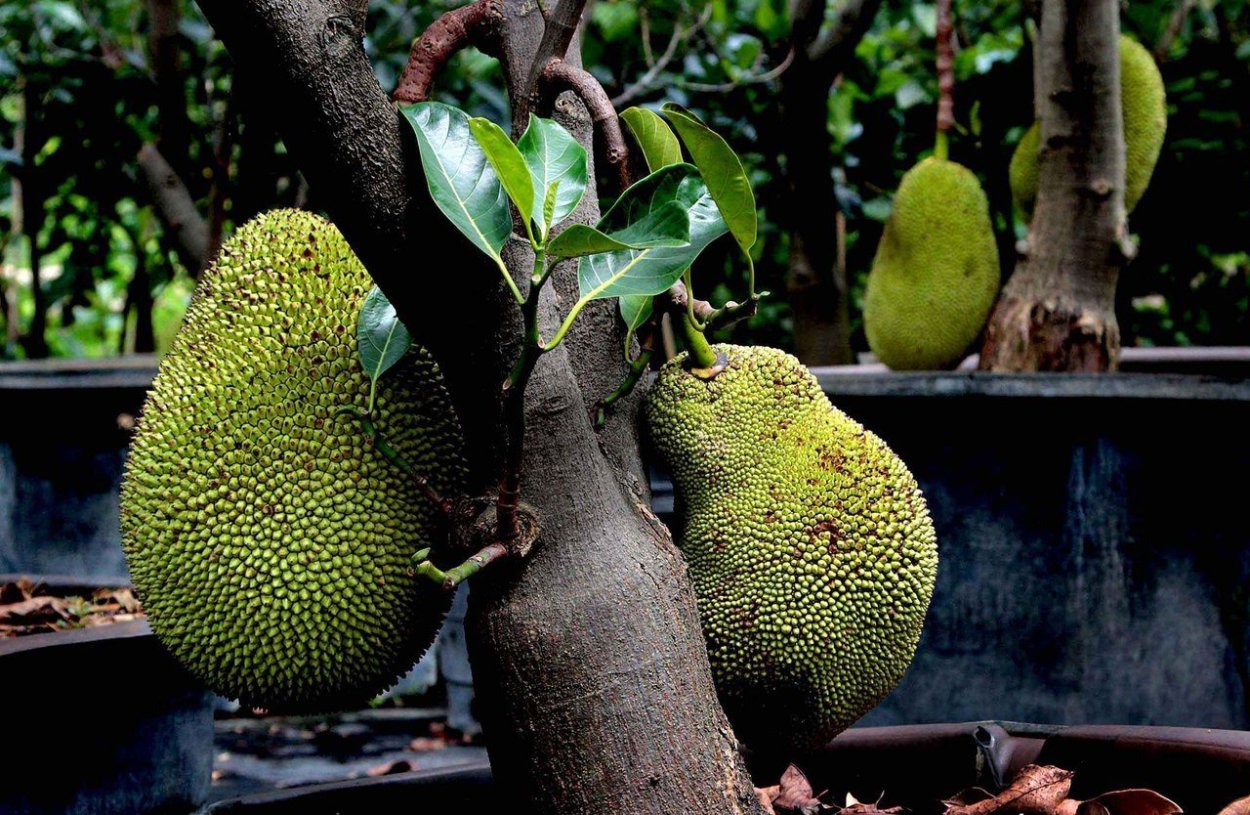 Северный Блэк джекфрут