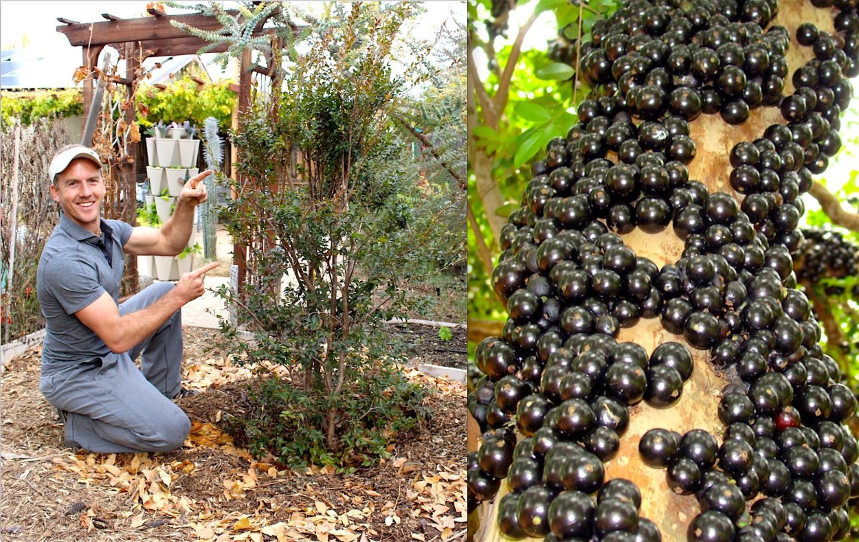 Тропический виноград