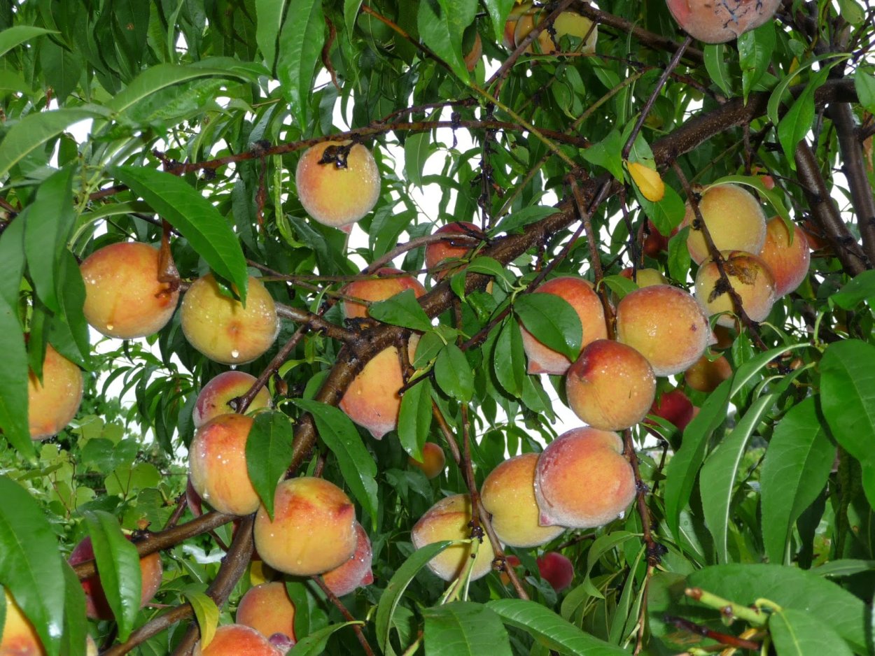 Дерево персик Черноморское побережье