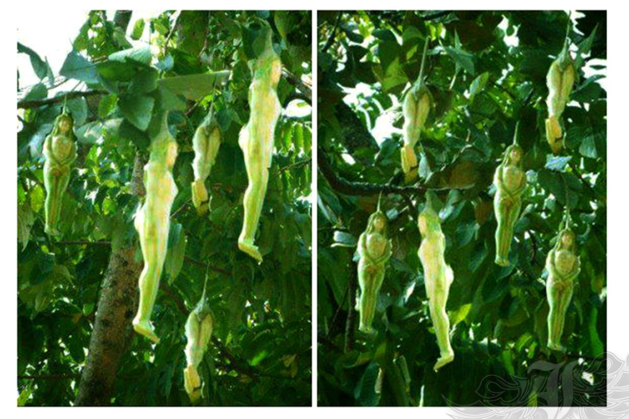 Нарилата дерево