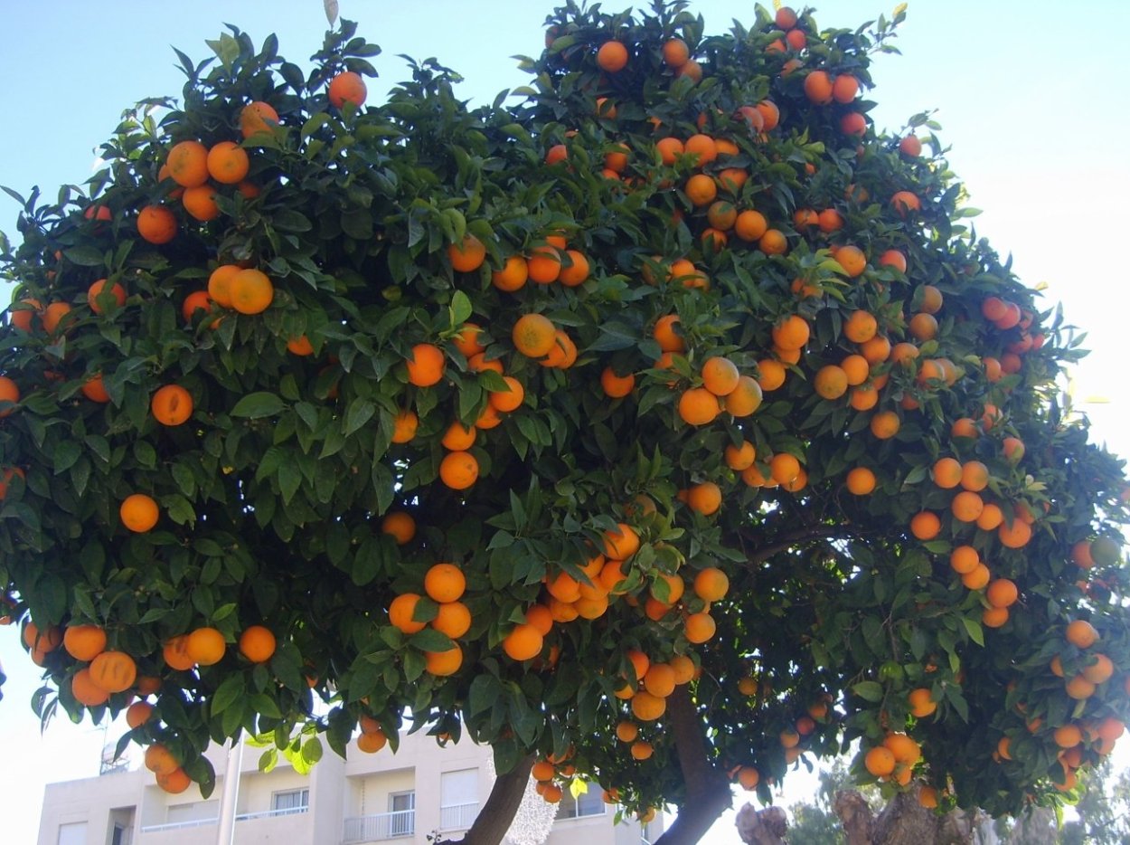 Мандариновое дерево Родина