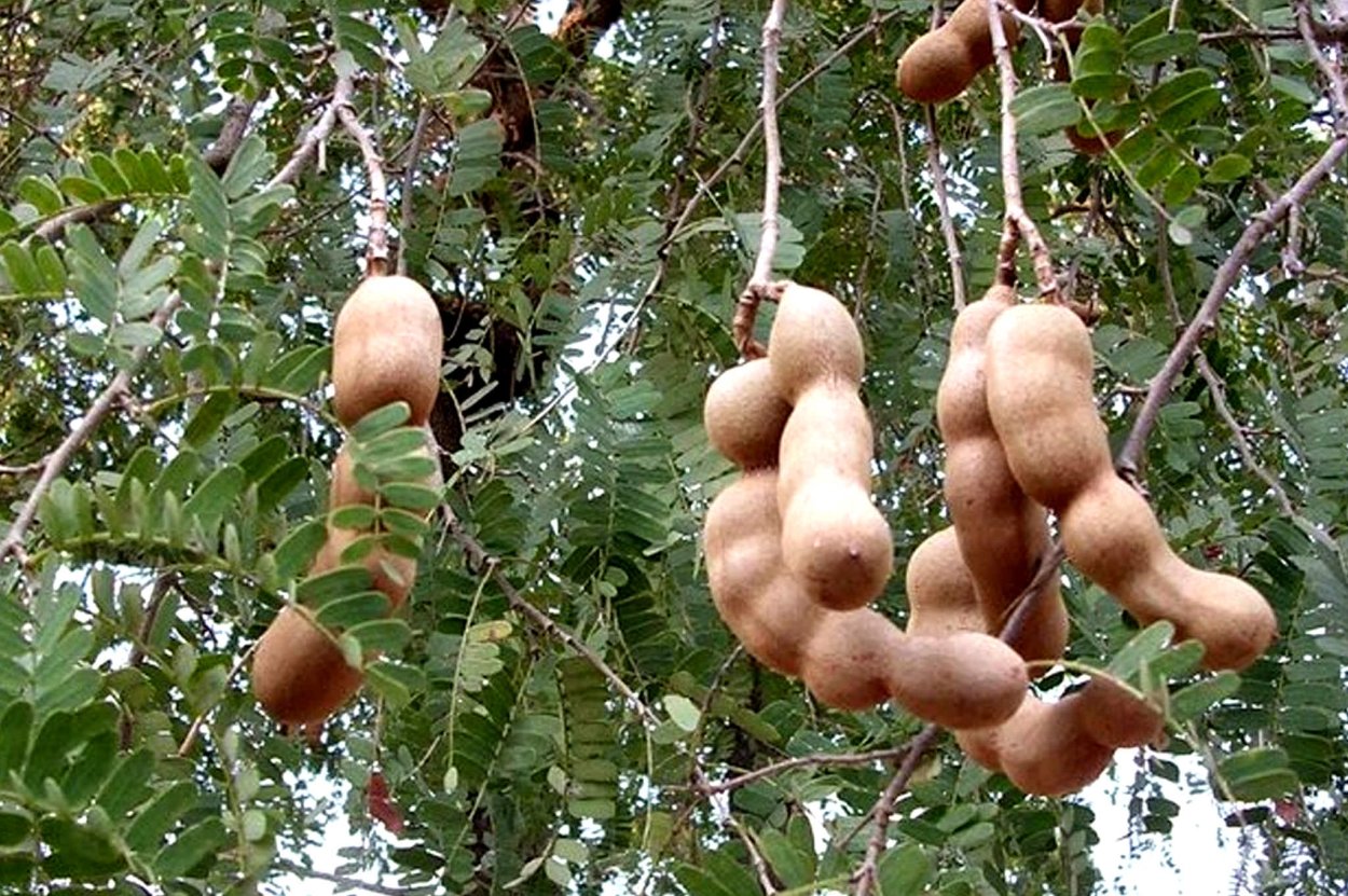 Нарилата дерево