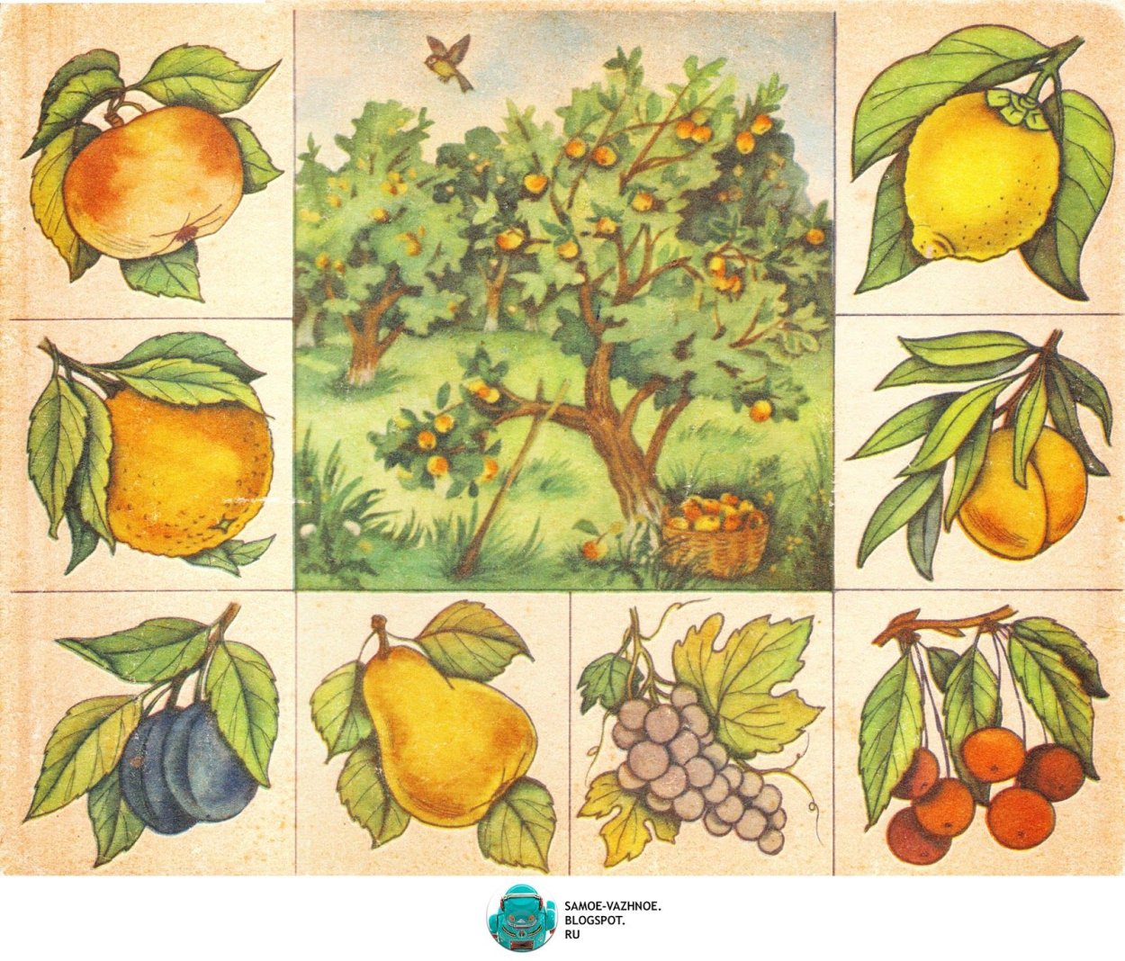 Лото "что где растет"