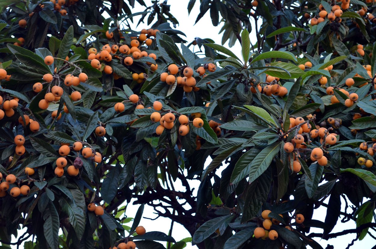 Мушмула Крымская