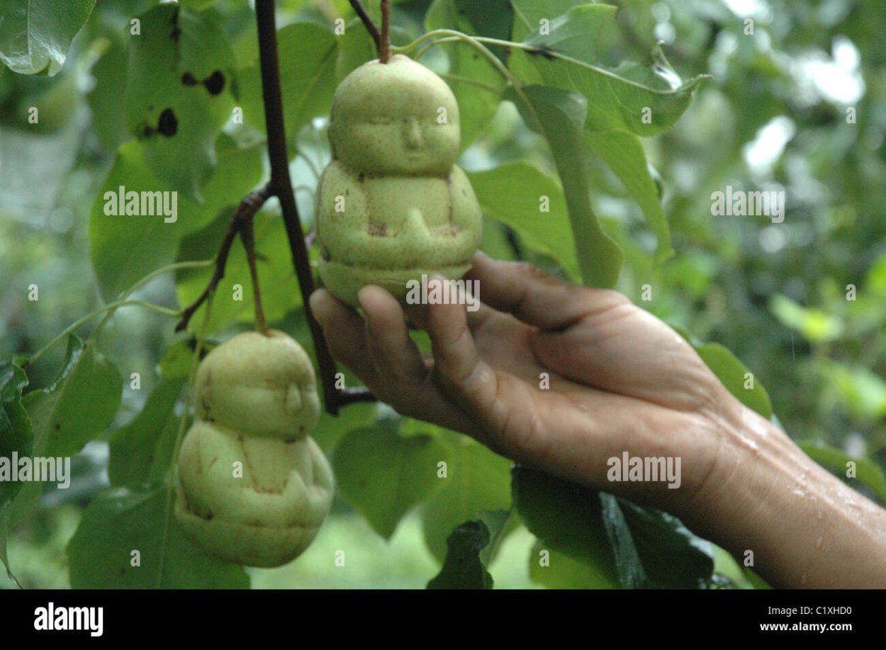 Дерево с плодами похожими на женщину