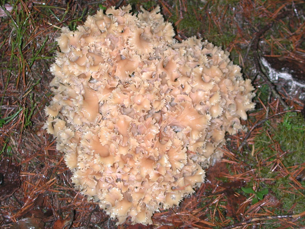 Спарассис курчавый