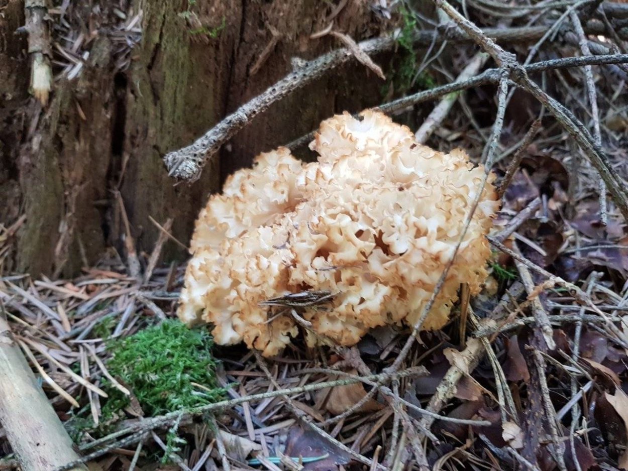 Гриб спарассис курчавый