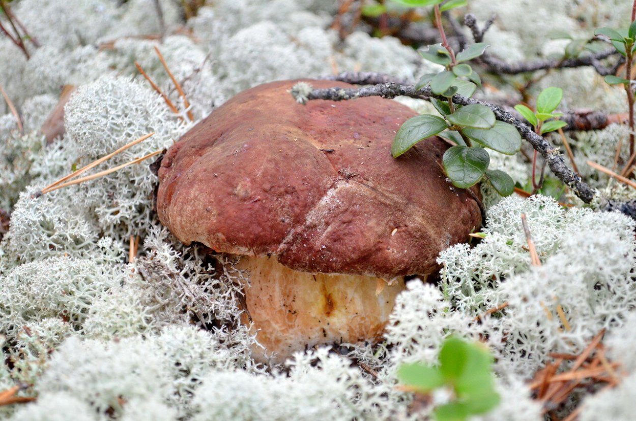 Спарассис курчавый (Sparassis crispa)