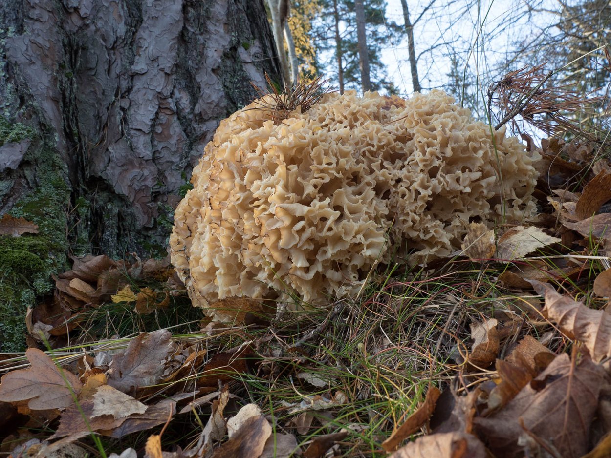 Спарассис кучерявый