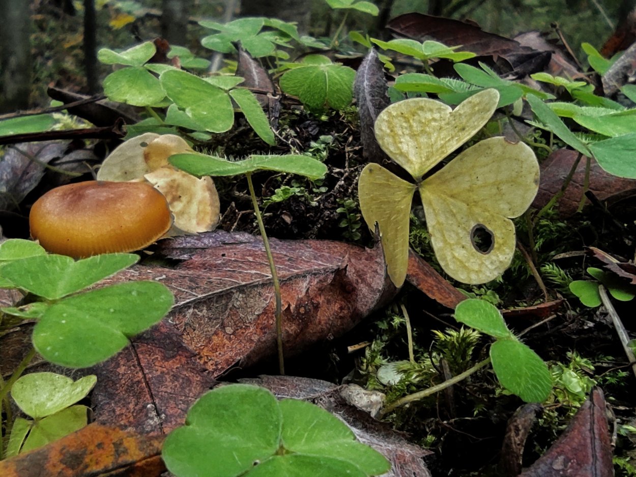 Спарассис курчавый цена за кг 1