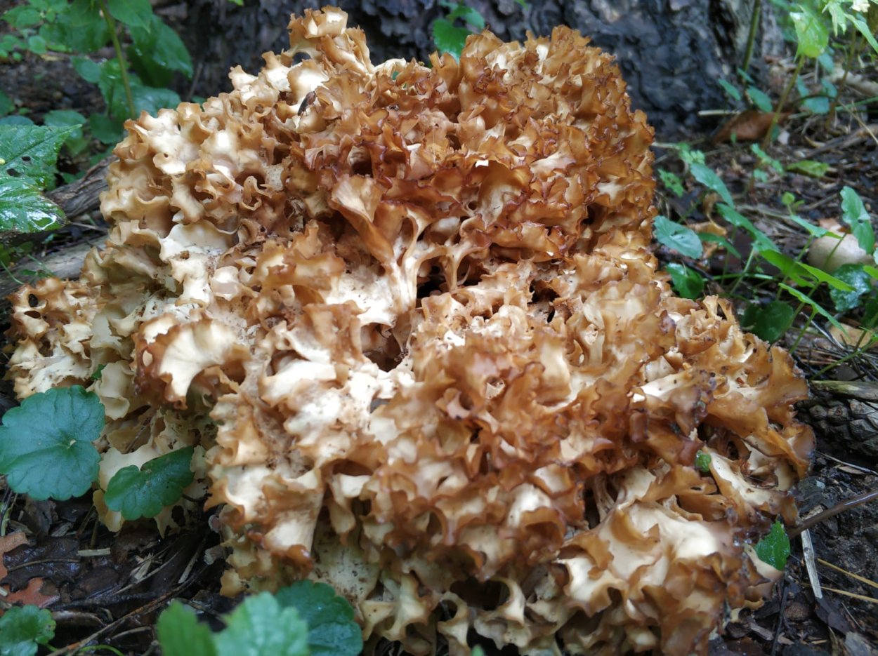 Гриб паразитирует на корнях