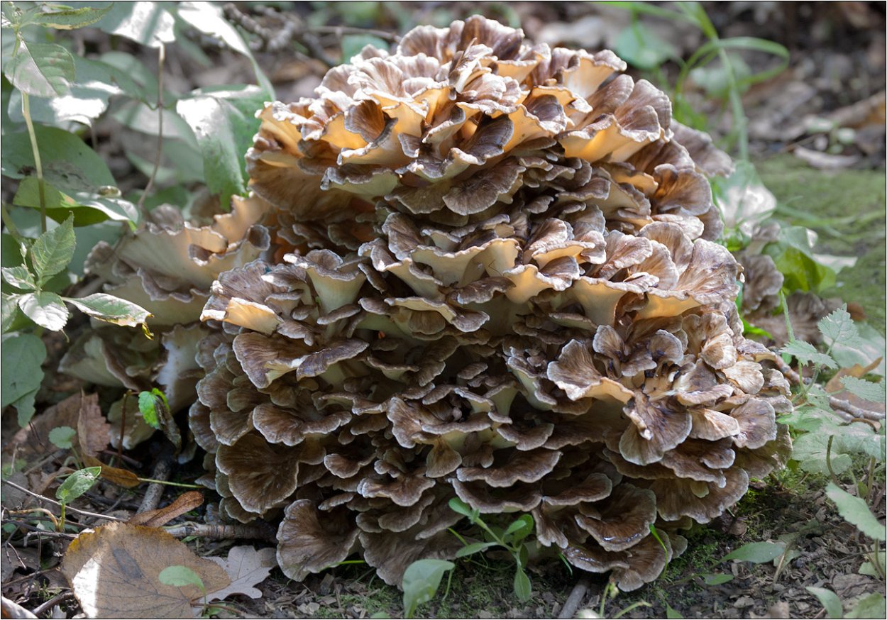 Семпервивум молодило