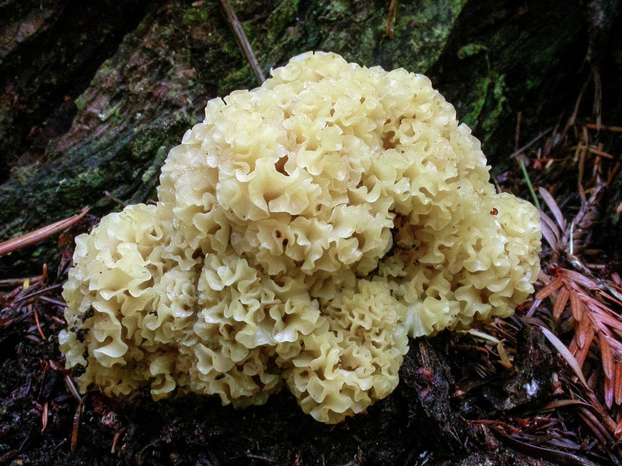 Гриб спарассис курчавый