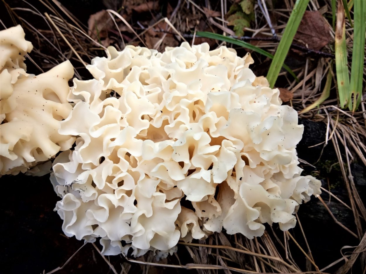 Спарассис курчавый съедобные грибы