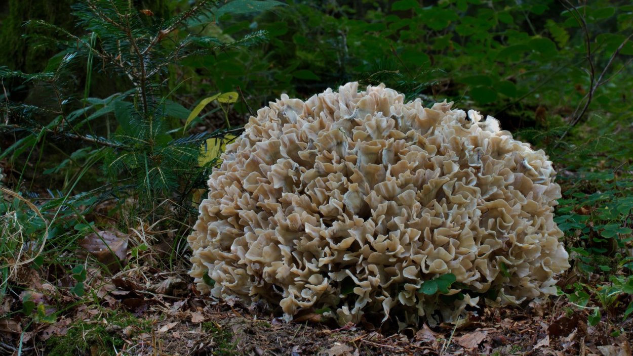 Грибы в Подмосковье 2021