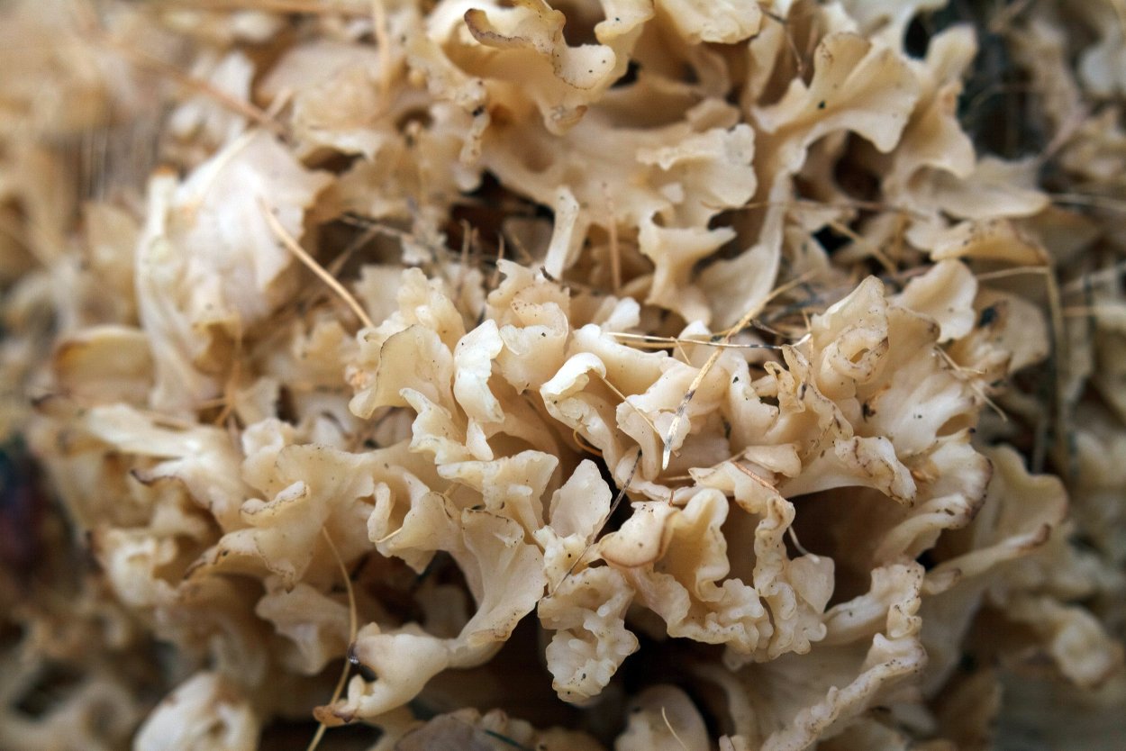 Спарассис курчавый