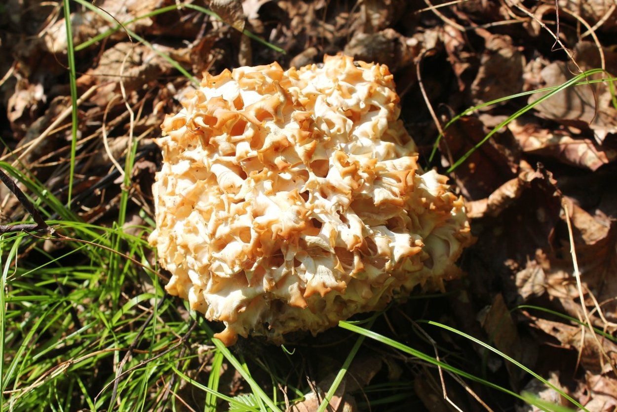 Грифола курчавая