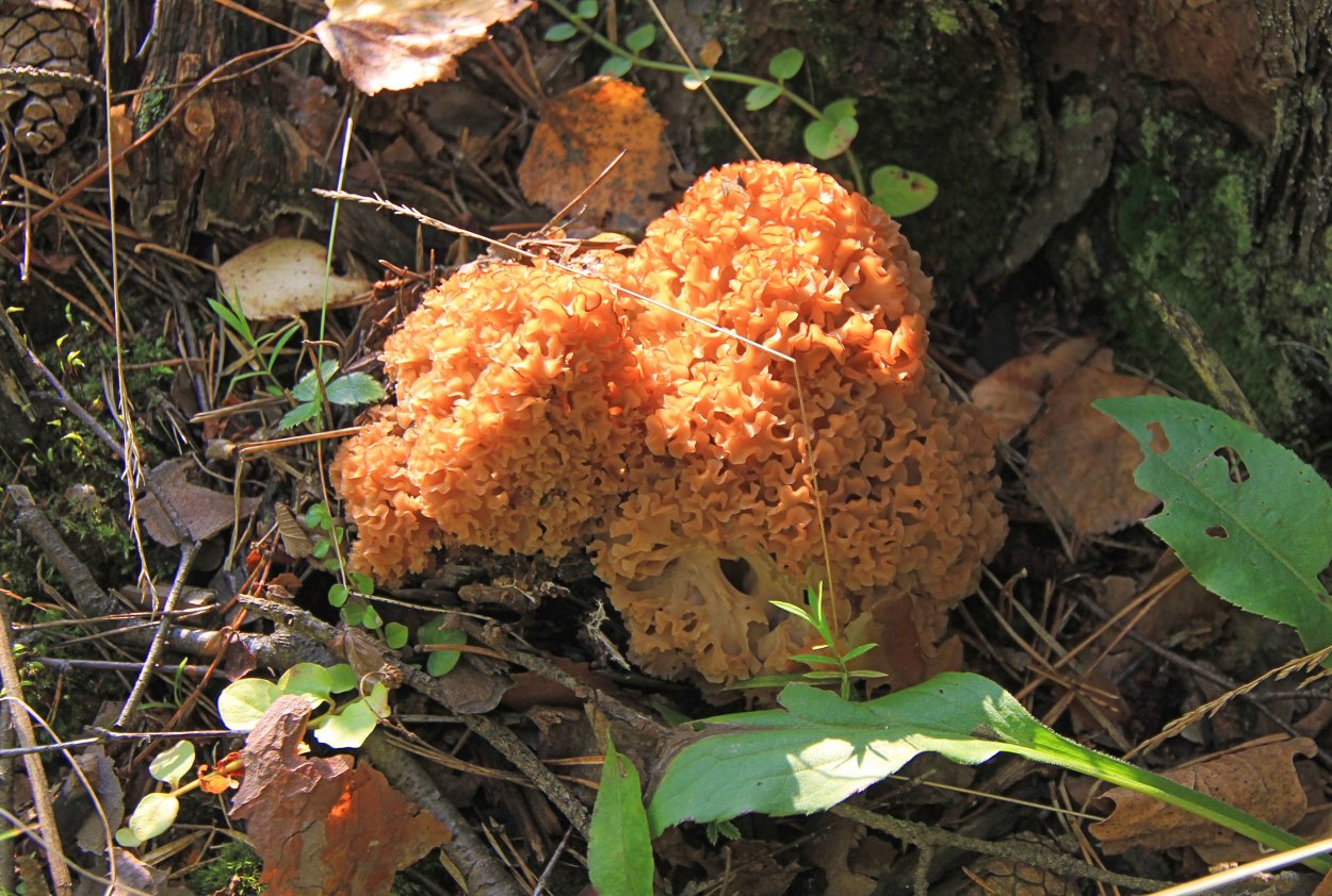 Гриб.капуста на дереве