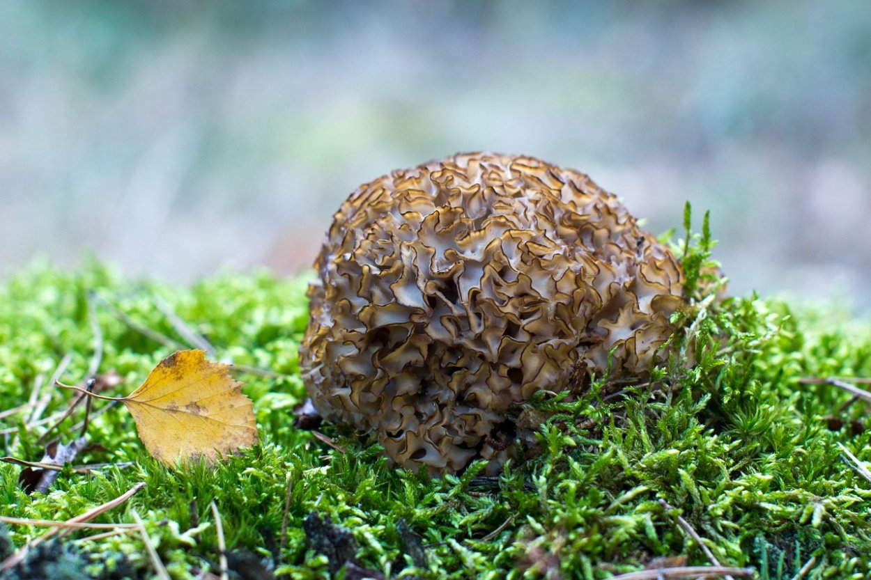 Спарассис курчавый