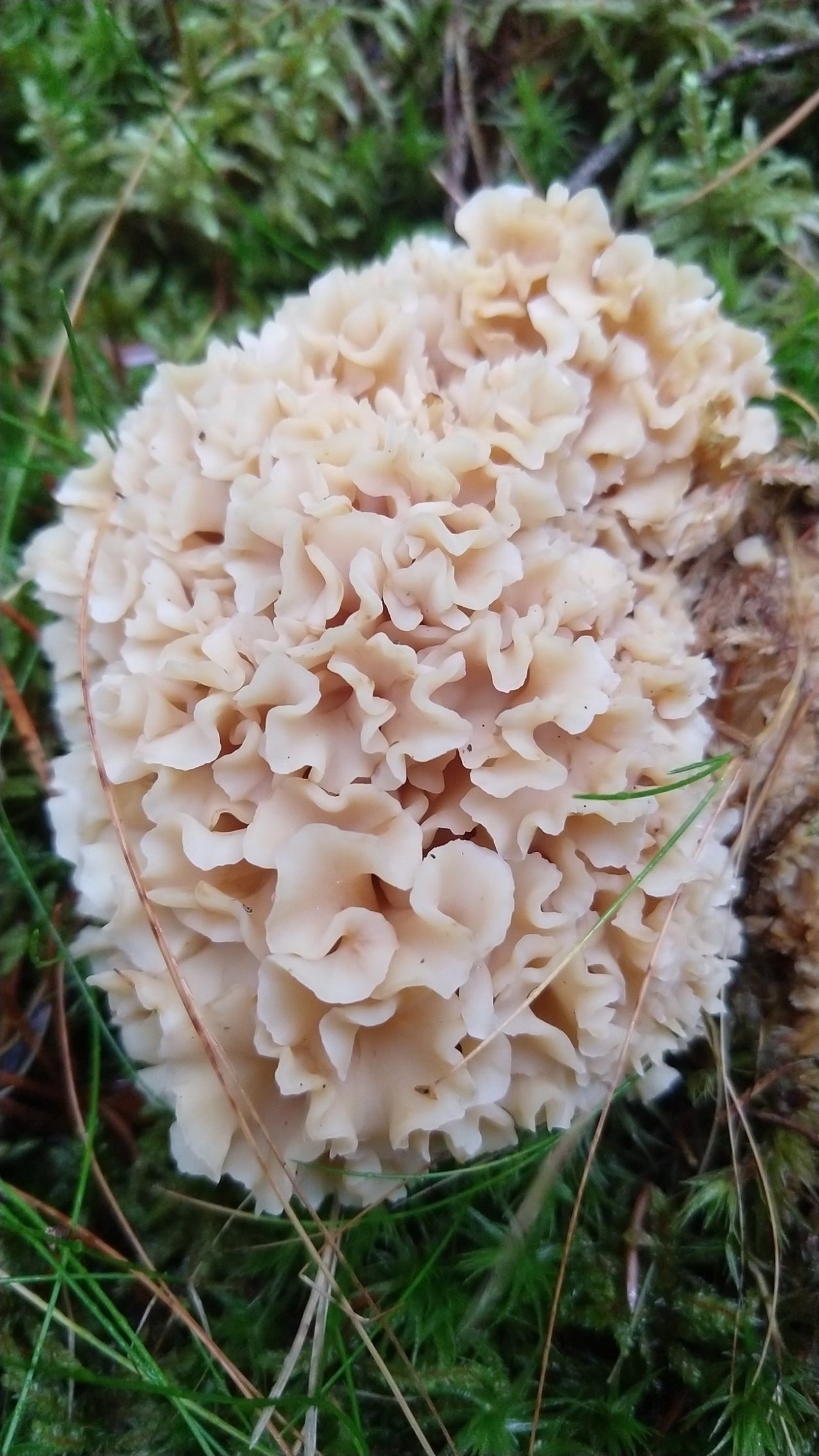 Спарассис Короткопалый