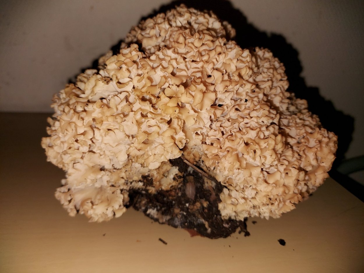 Гриб спарассис курчавый