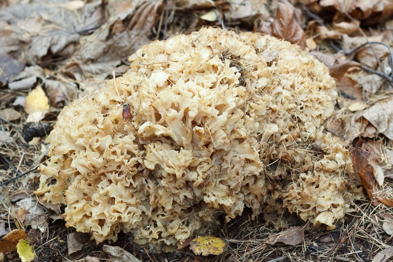 Гриб заячья капуста